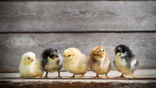 Helping you start your flock