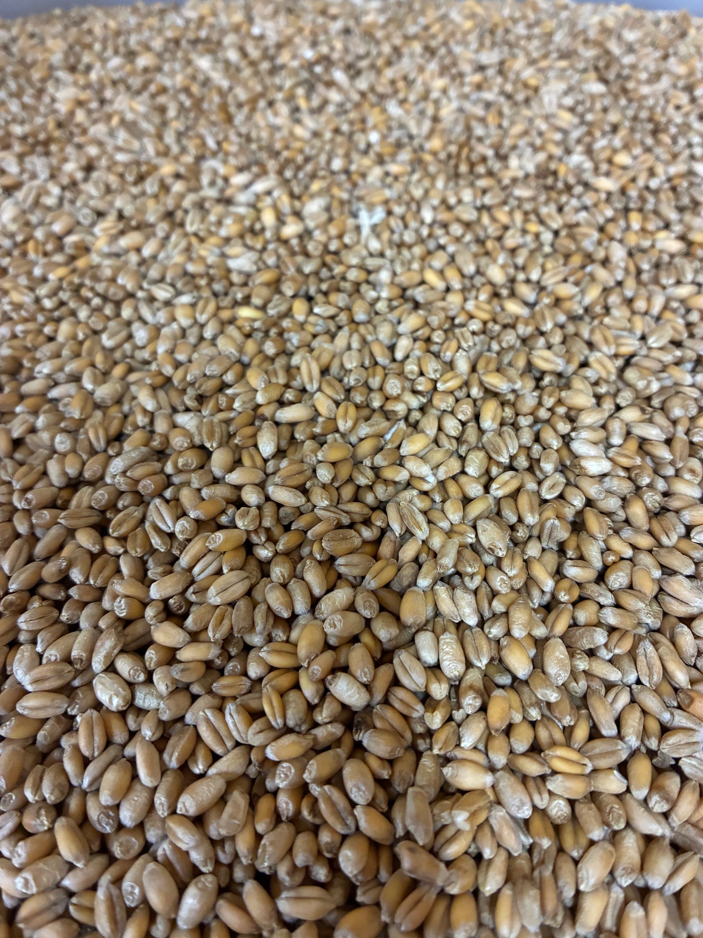 Wheat