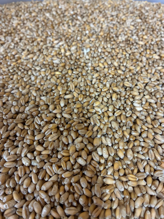 Wheat