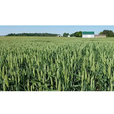 WHEAT Forage MAXX 50#